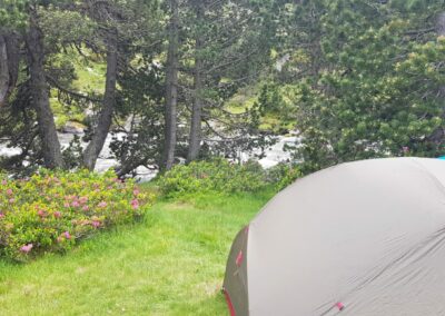 aire de bivouac tente et rhododendron